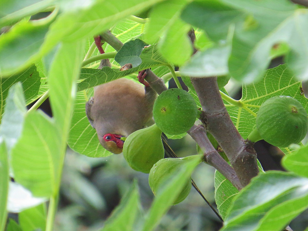 Red-faced Mousebird - Andrew Cauldwell