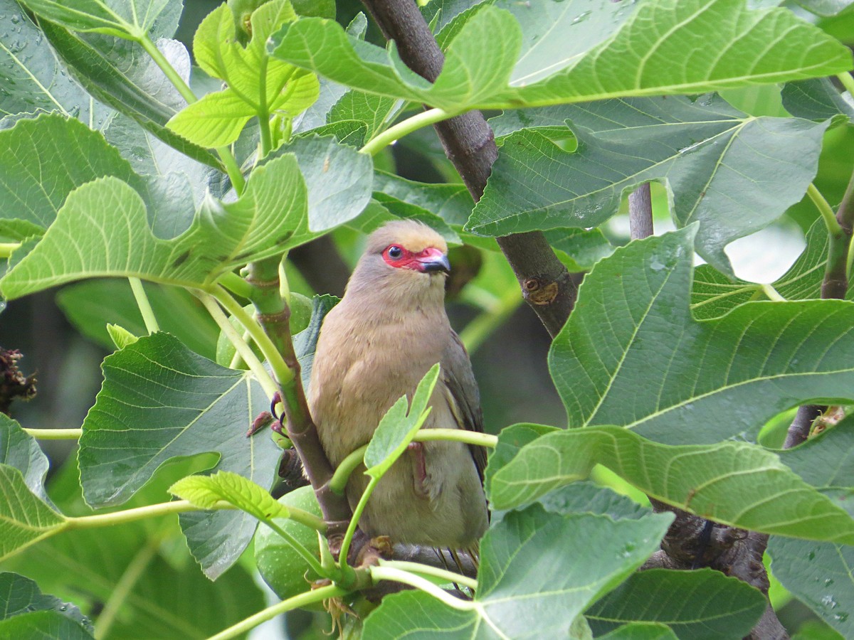 Red-faced Mousebird - Andrew Cauldwell