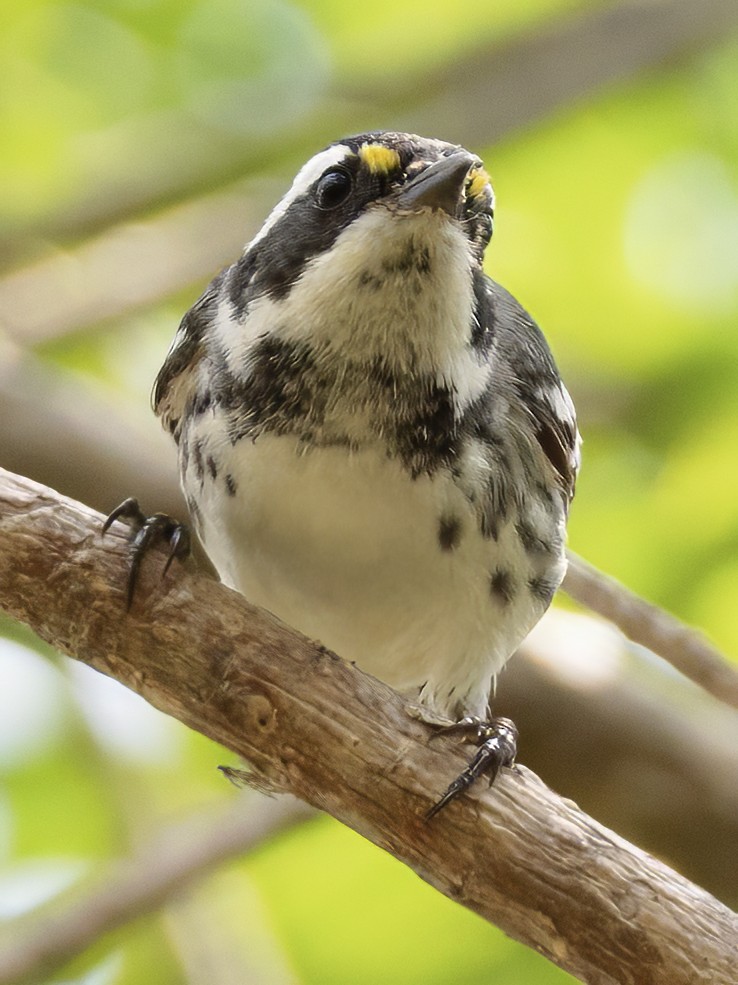 Black-throated Gray Warbler - ML617879914