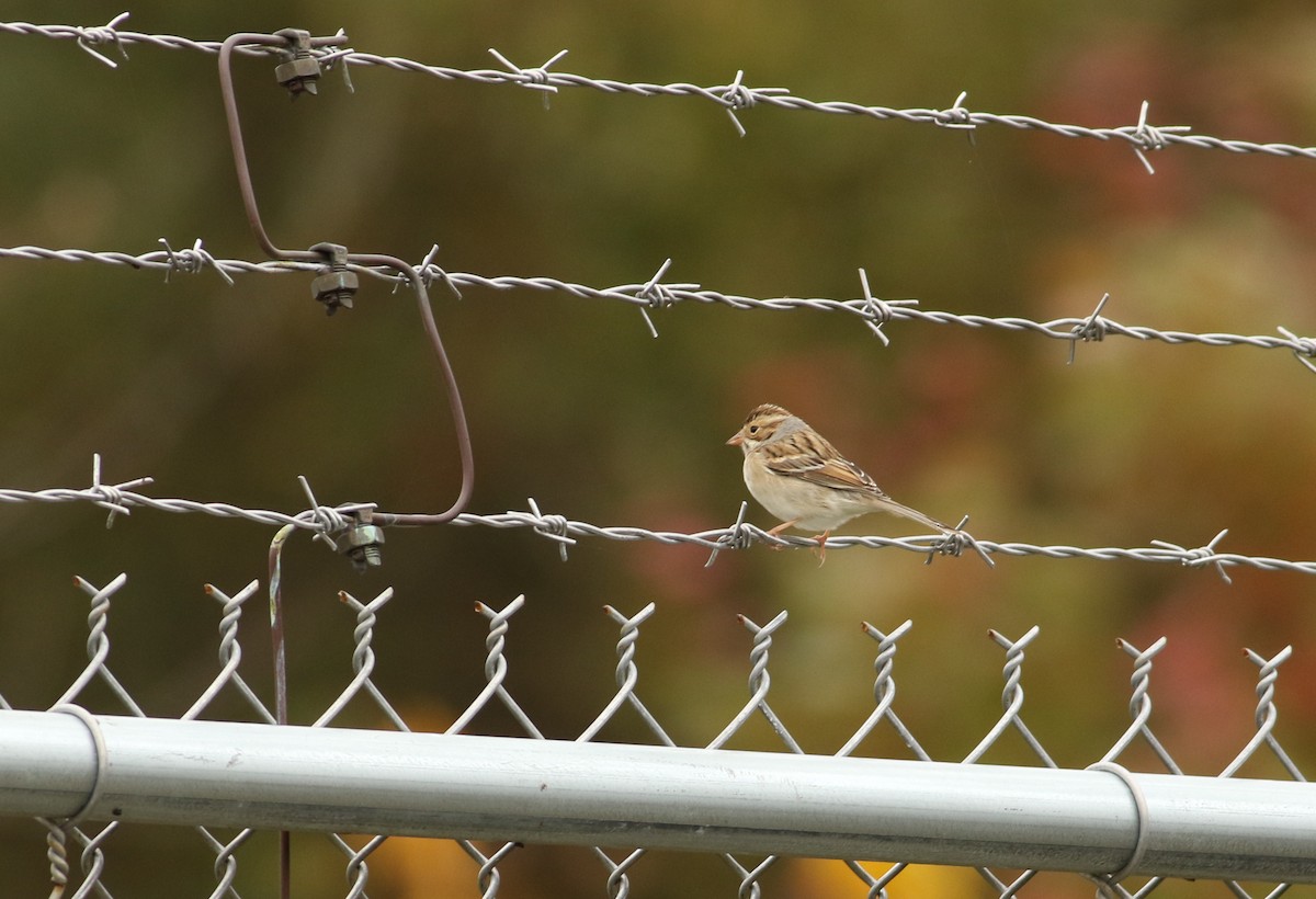 Clay-colored Sparrow - ML617879948