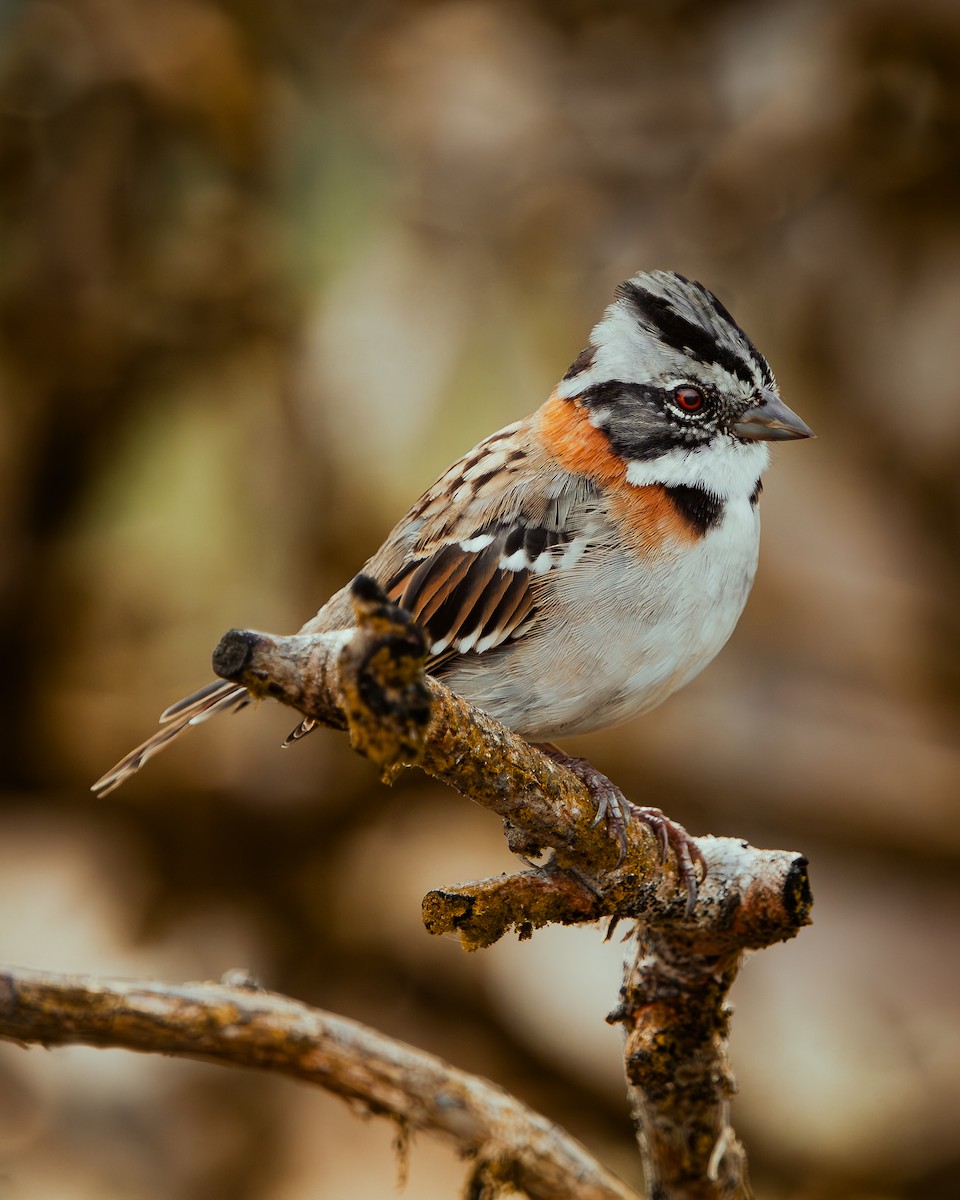 Rufous-collared Sparrow - ML617879985