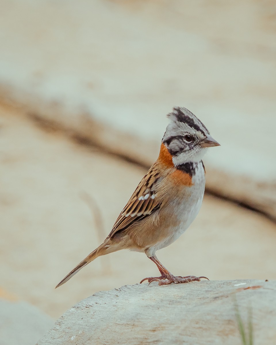 Rufous-collared Sparrow - ML617880010