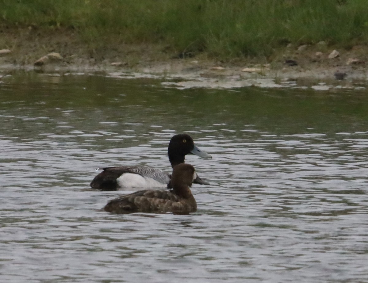 Greater/Lesser Scaup - ML617880059