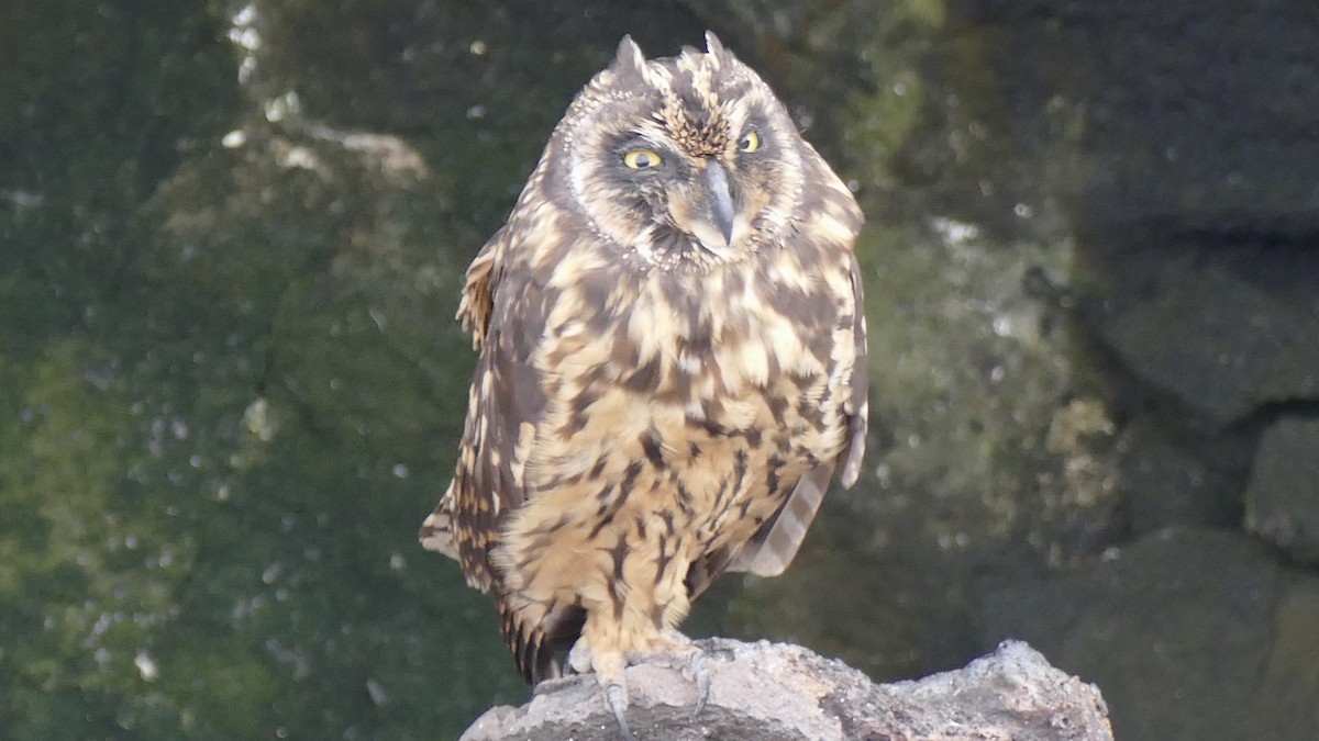Short-eared Owl (Galapagos) - ML617880100