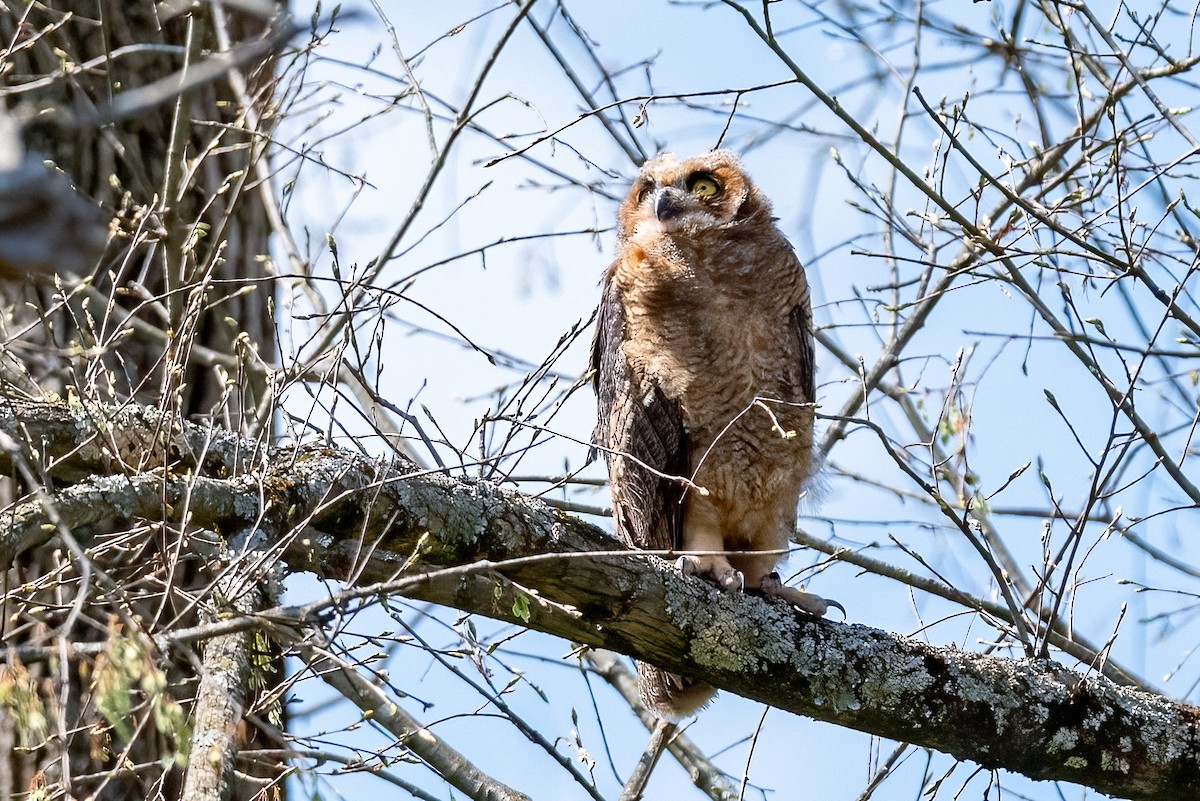Great Horned Owl - ML617880106