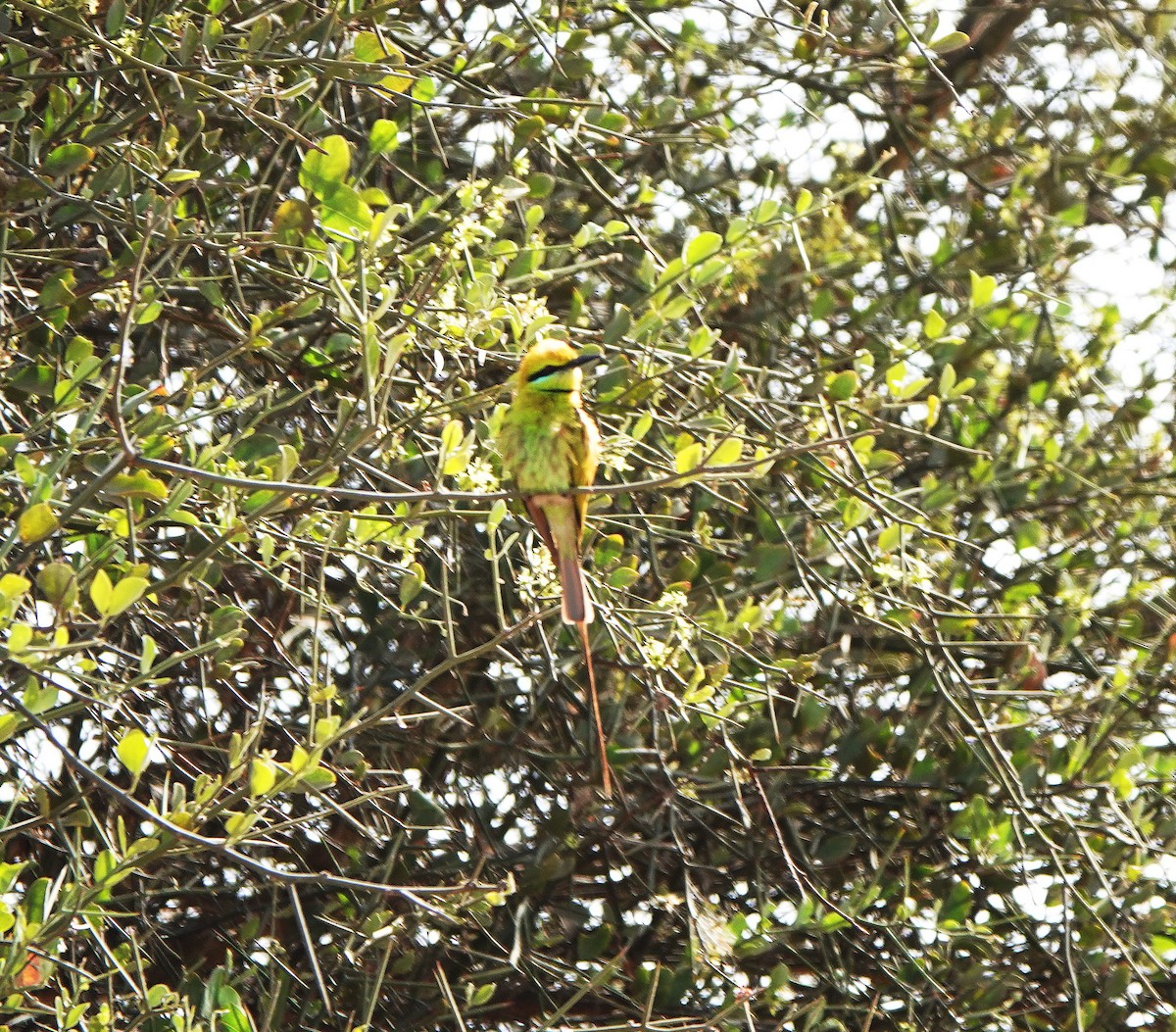 African Green Bee-eater - ML617880116