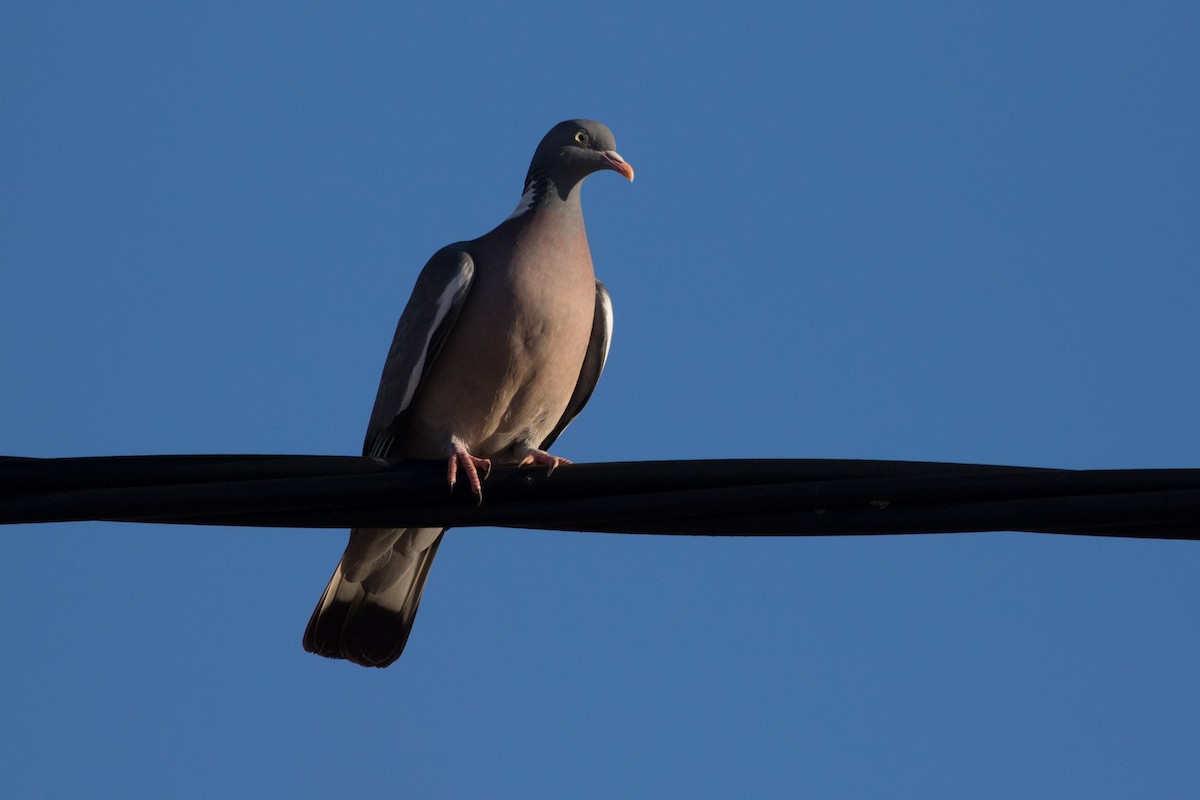 Common Wood-Pigeon - ML617880122