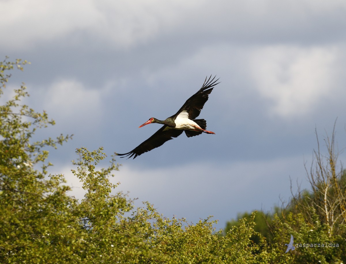Black Stork - Gaspar Zaldua