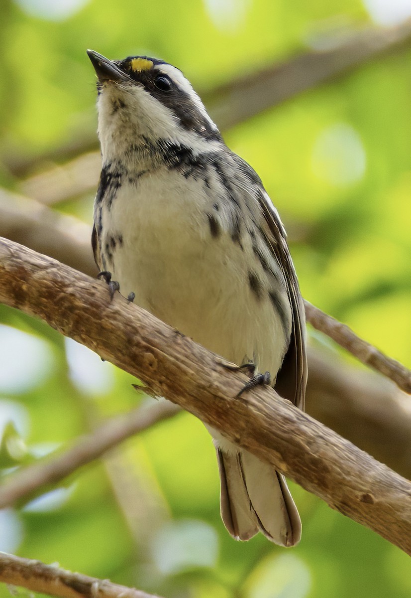 Black-throated Gray Warbler - Scott Young