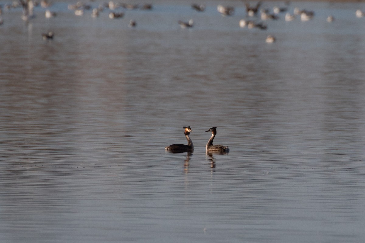 Great Crested Grebe - ML617880142