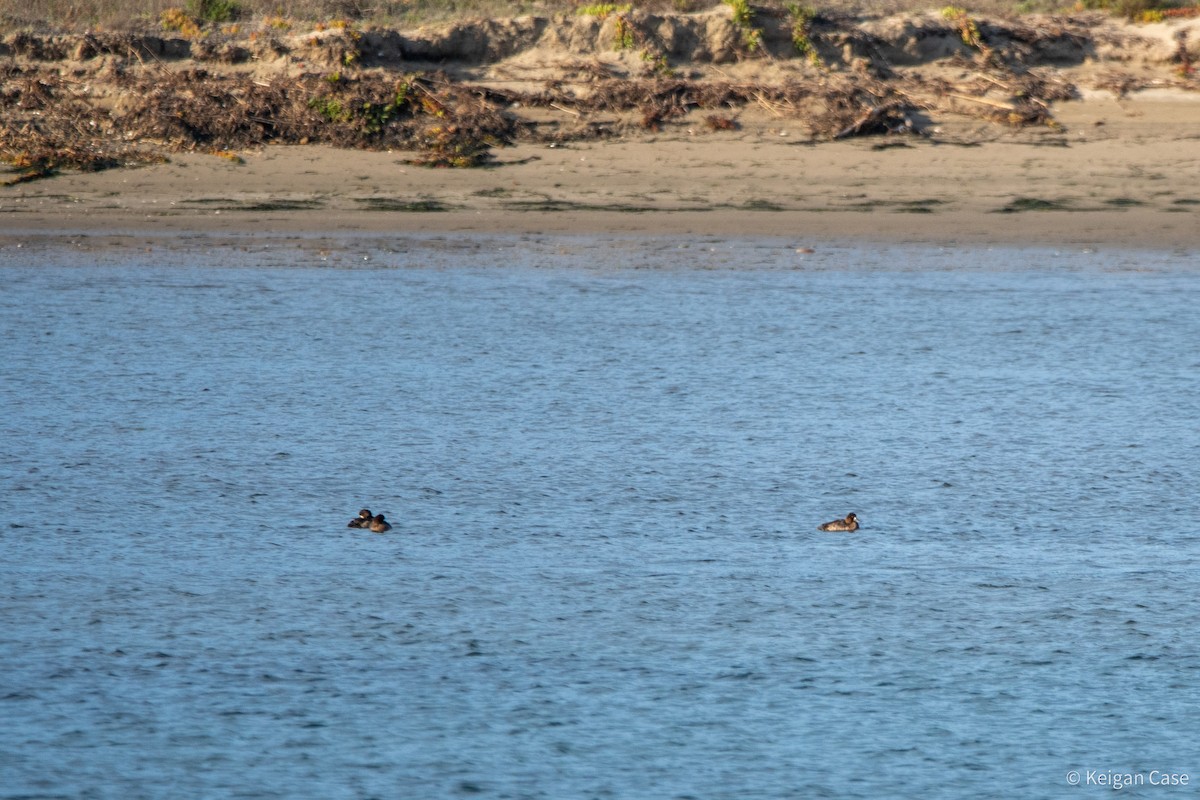 Greater/Lesser Scaup - ML617880143