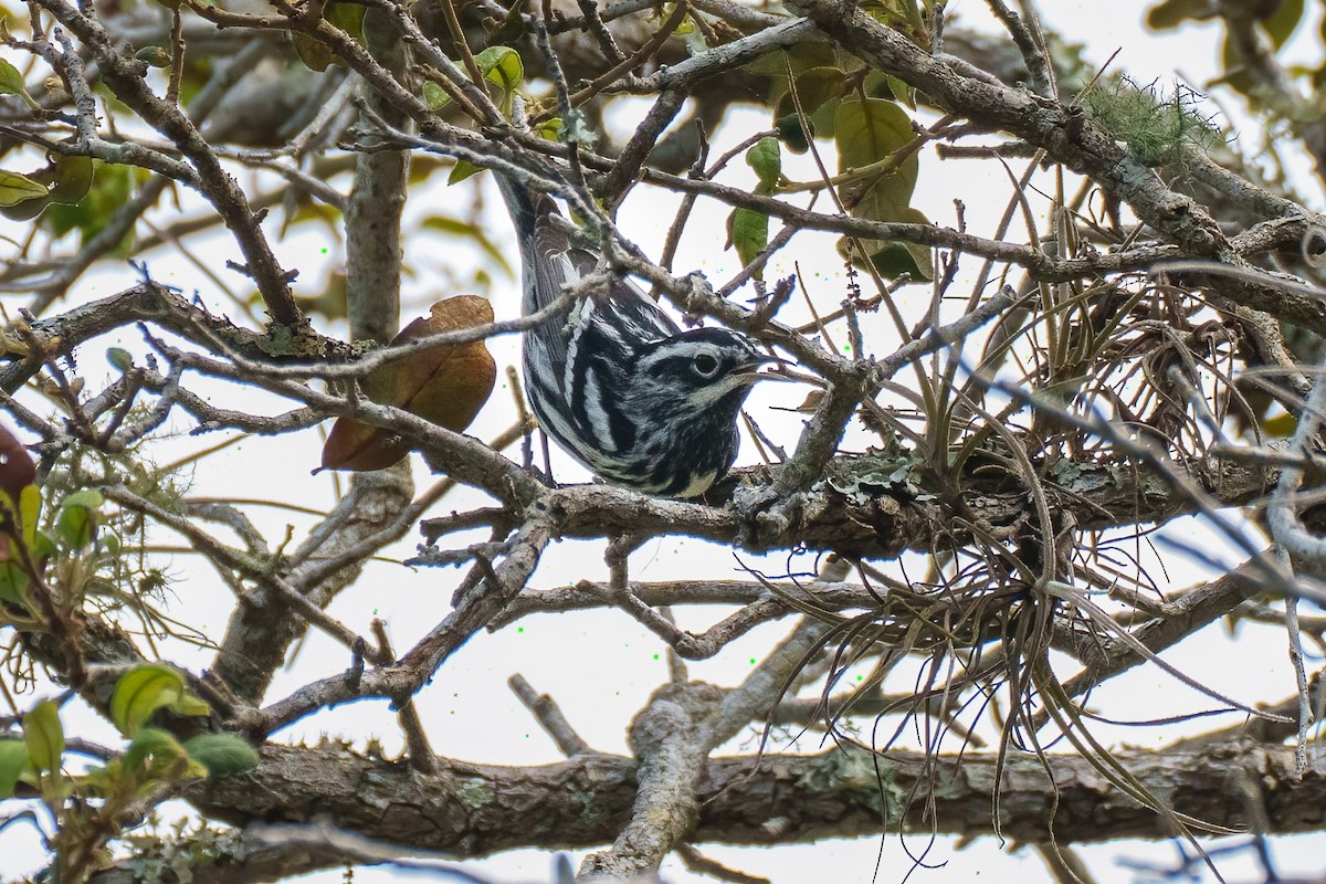Black-and-white Warbler - ML617880167