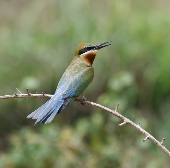 Blue-tailed Bee-eater - ML617880264