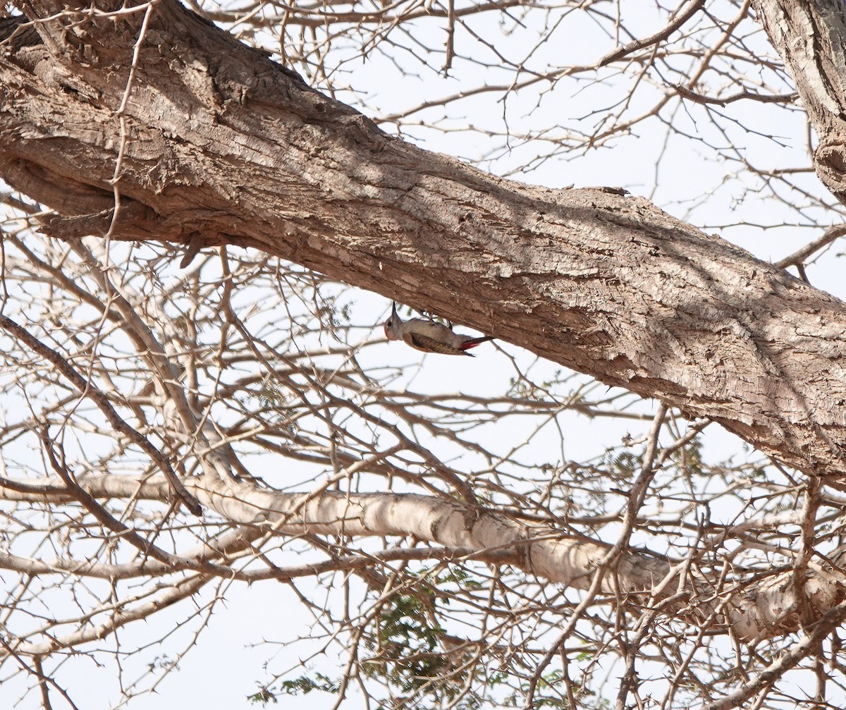African Gray Woodpecker - ML617880269