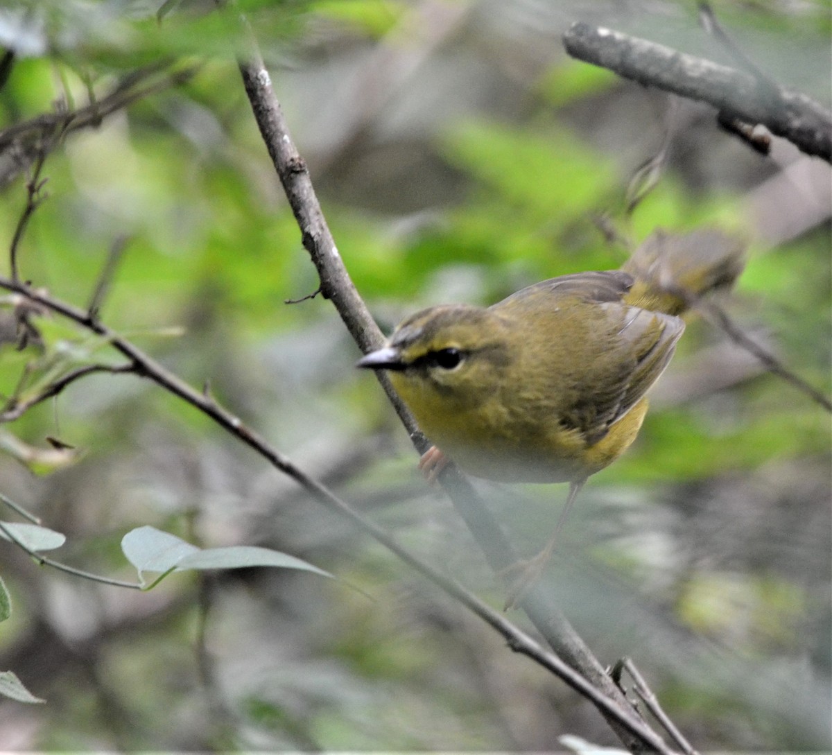 Two-banded Warbler - ML617880281