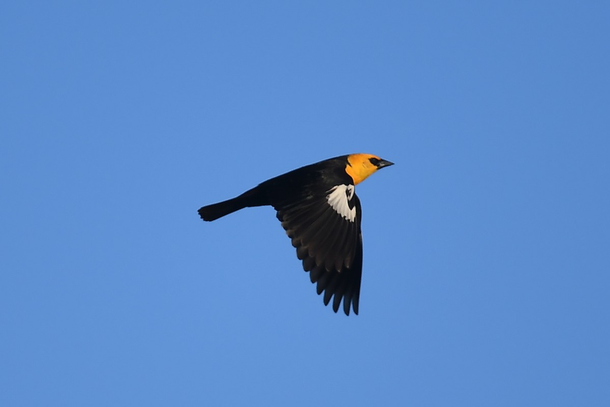 Yellow-headed Blackbird - ML617880290