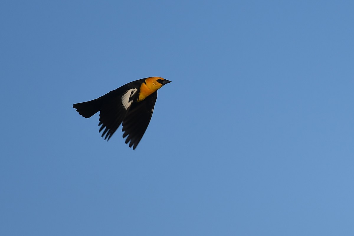 Yellow-headed Blackbird - ML617880293