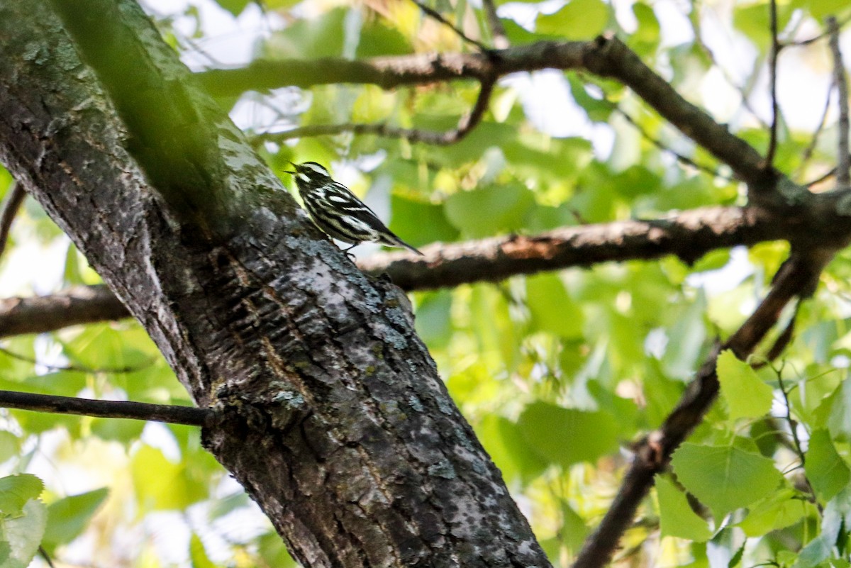 Black-and-white Warbler - Jill Bell