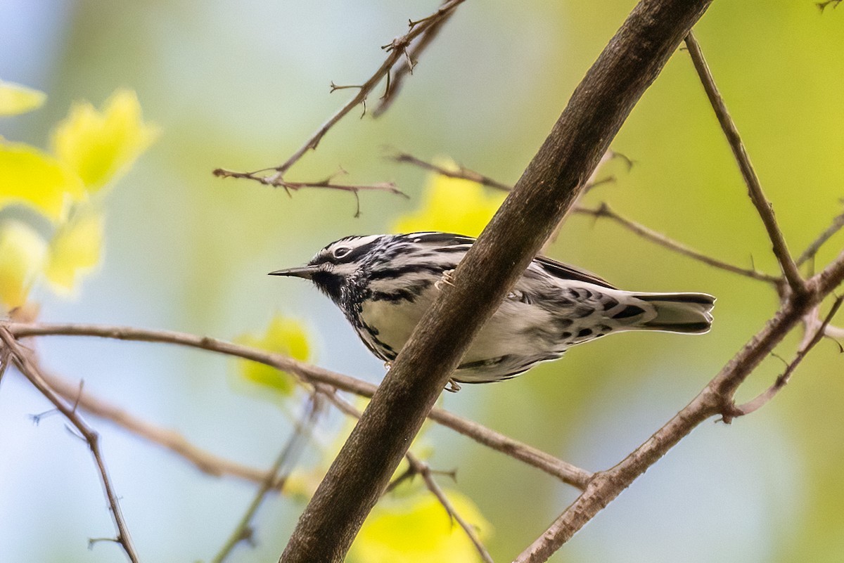 Black-and-white Warbler - ML617880369