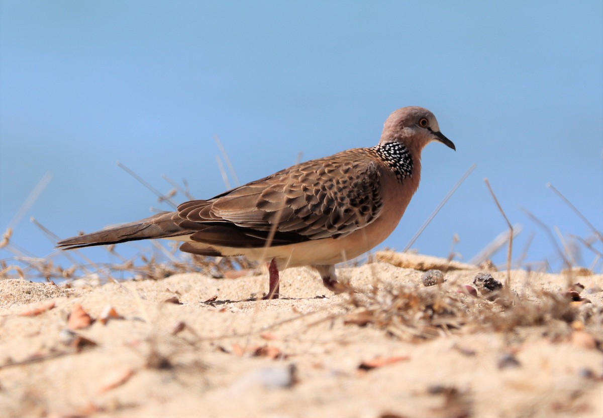 Spotted Dove - ML617880390