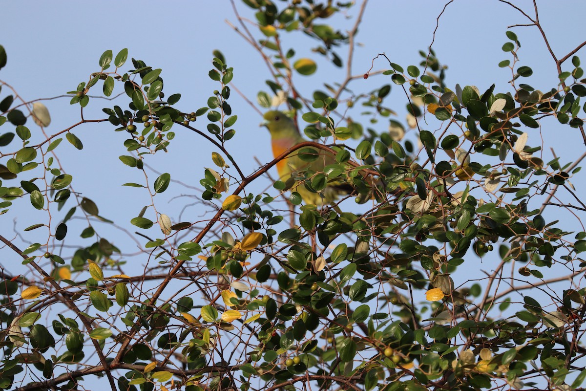 Orange-breasted Green-Pigeon - Sunil Zaveri