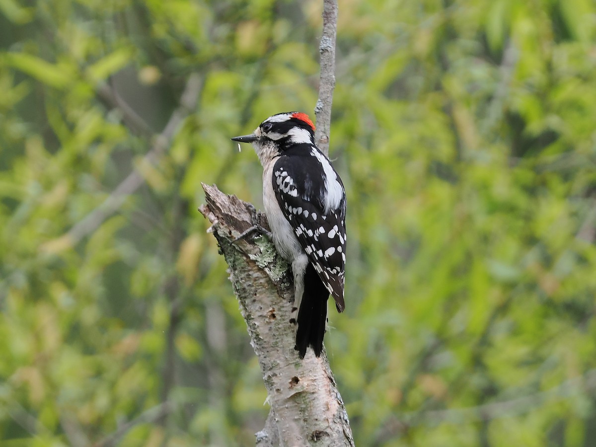 Downy Woodpecker - ML617880511