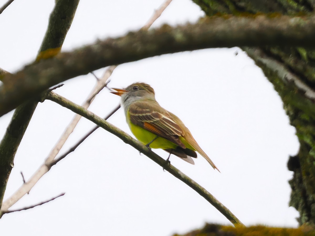 Great Crested Flycatcher - ML617880520