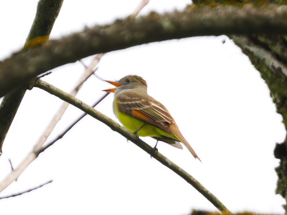 Great Crested Flycatcher - ML617880521