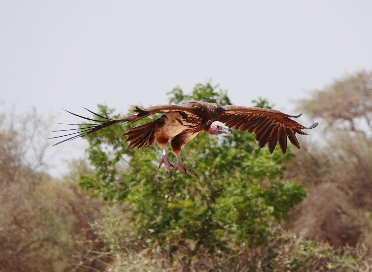 Lappet-faced Vulture - ML617880550