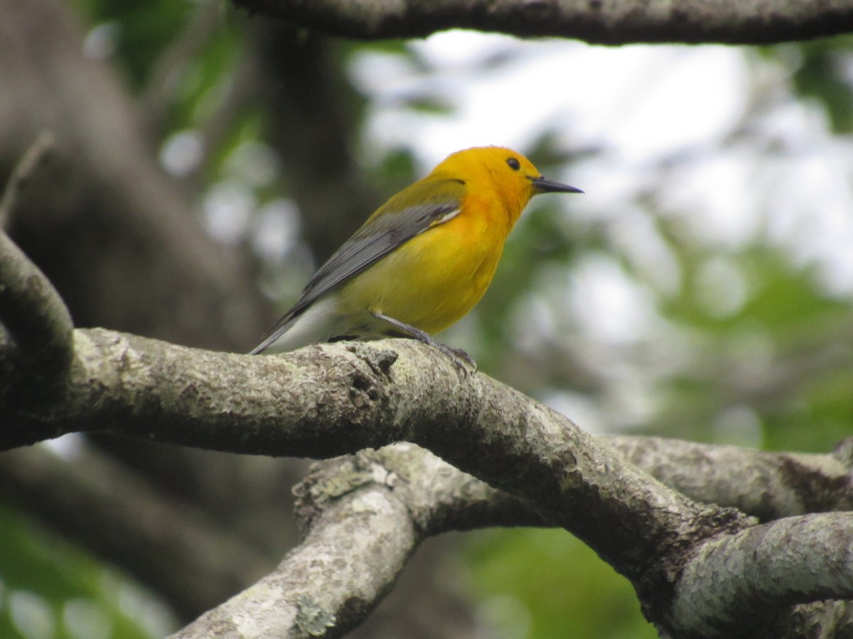 Prothonotary Warbler - ML617880554