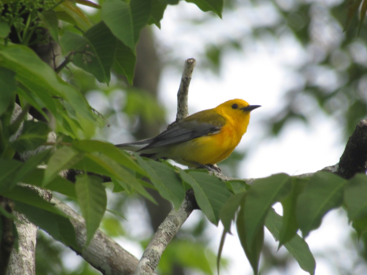 Prothonotary Warbler - ML617880555