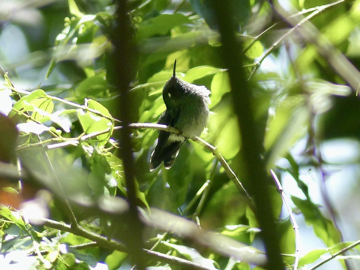 Emerald-chinned Hummingbird - ML617880583
