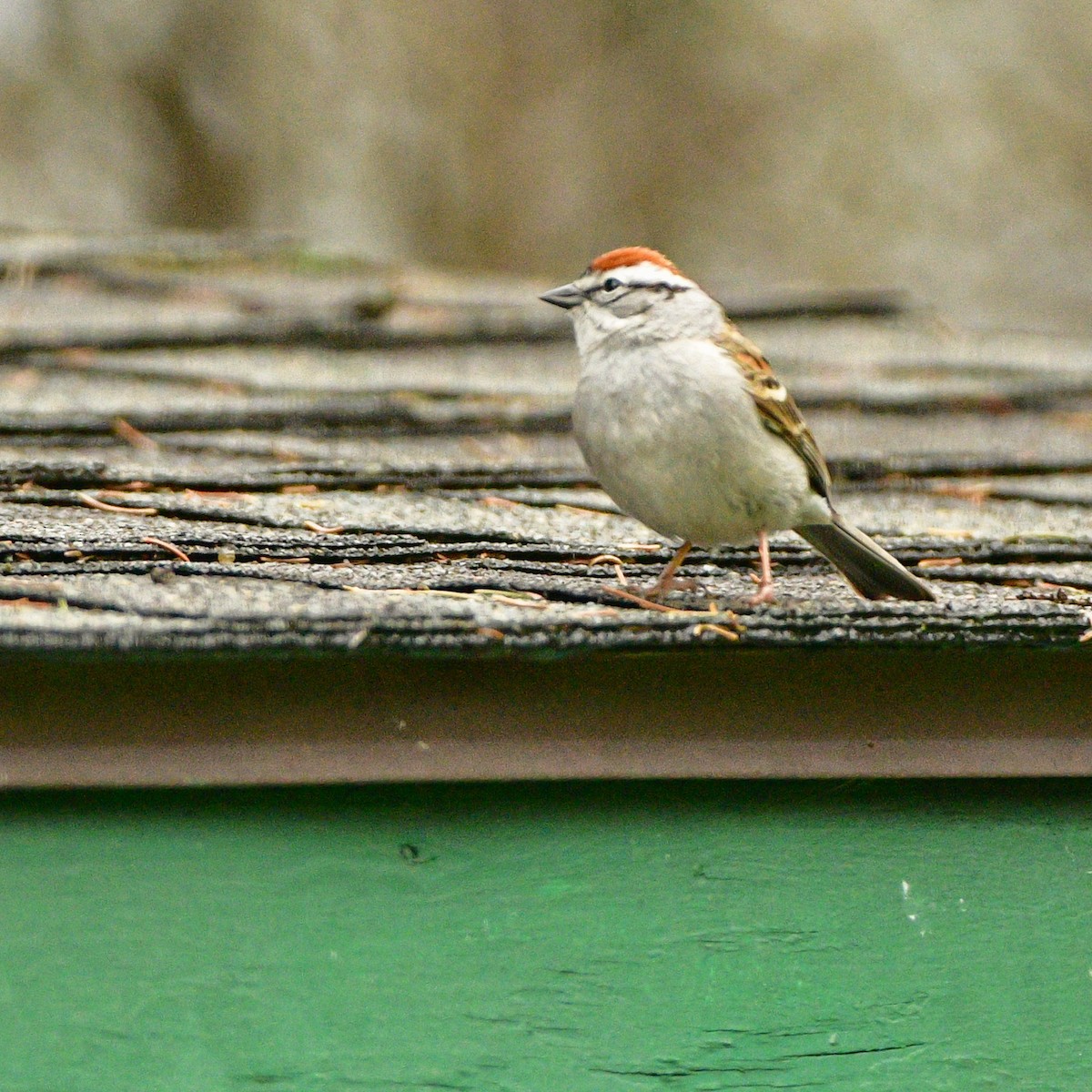 Chipping Sparrow - ML617880593