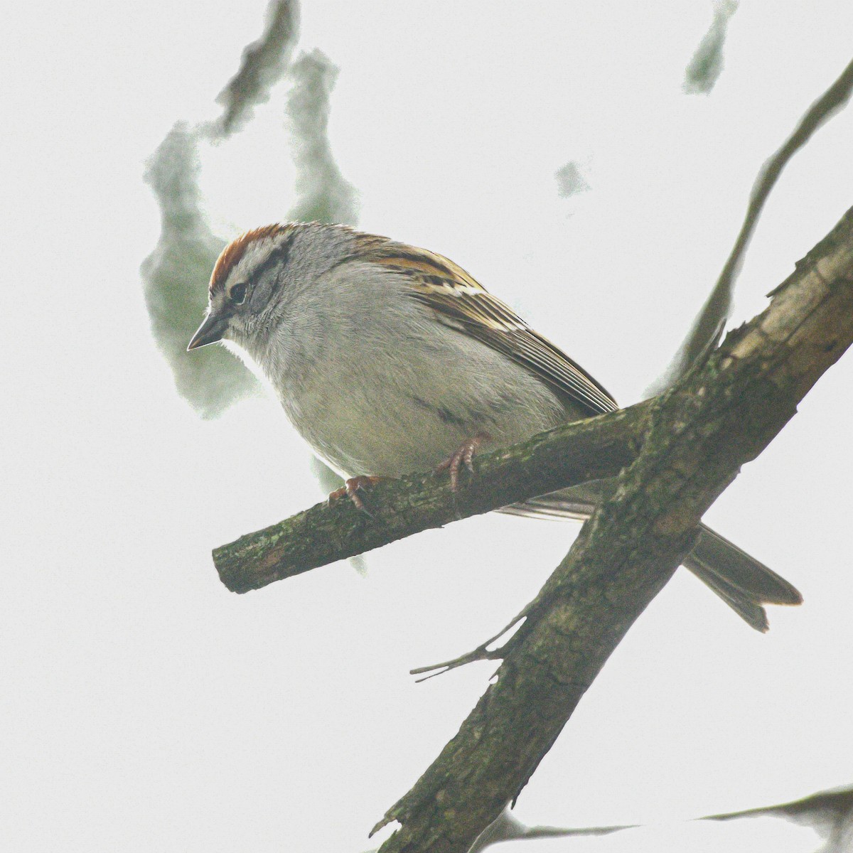 Chipping Sparrow - Meredith Meyer