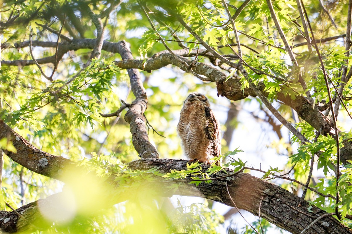 Great Horned Owl - ML617880600