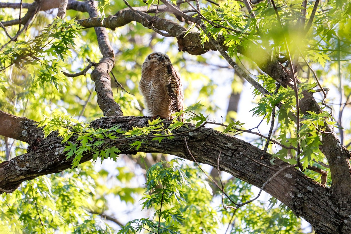 Great Horned Owl - ML617880601