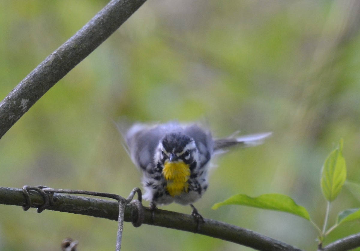 Yellow-throated Warbler (dominica/stoddardi) - ML617880648