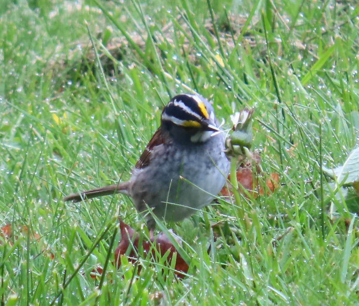 White-throated Sparrow - ML617880725