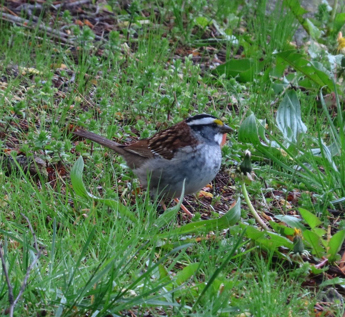 White-throated Sparrow - ML617880743