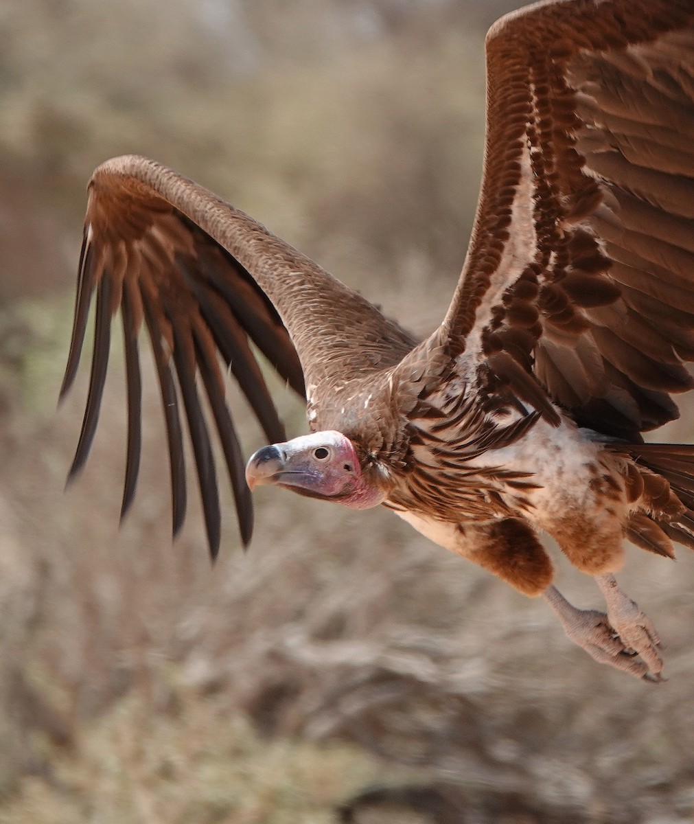 Lappet-faced Vulture - ML617880753