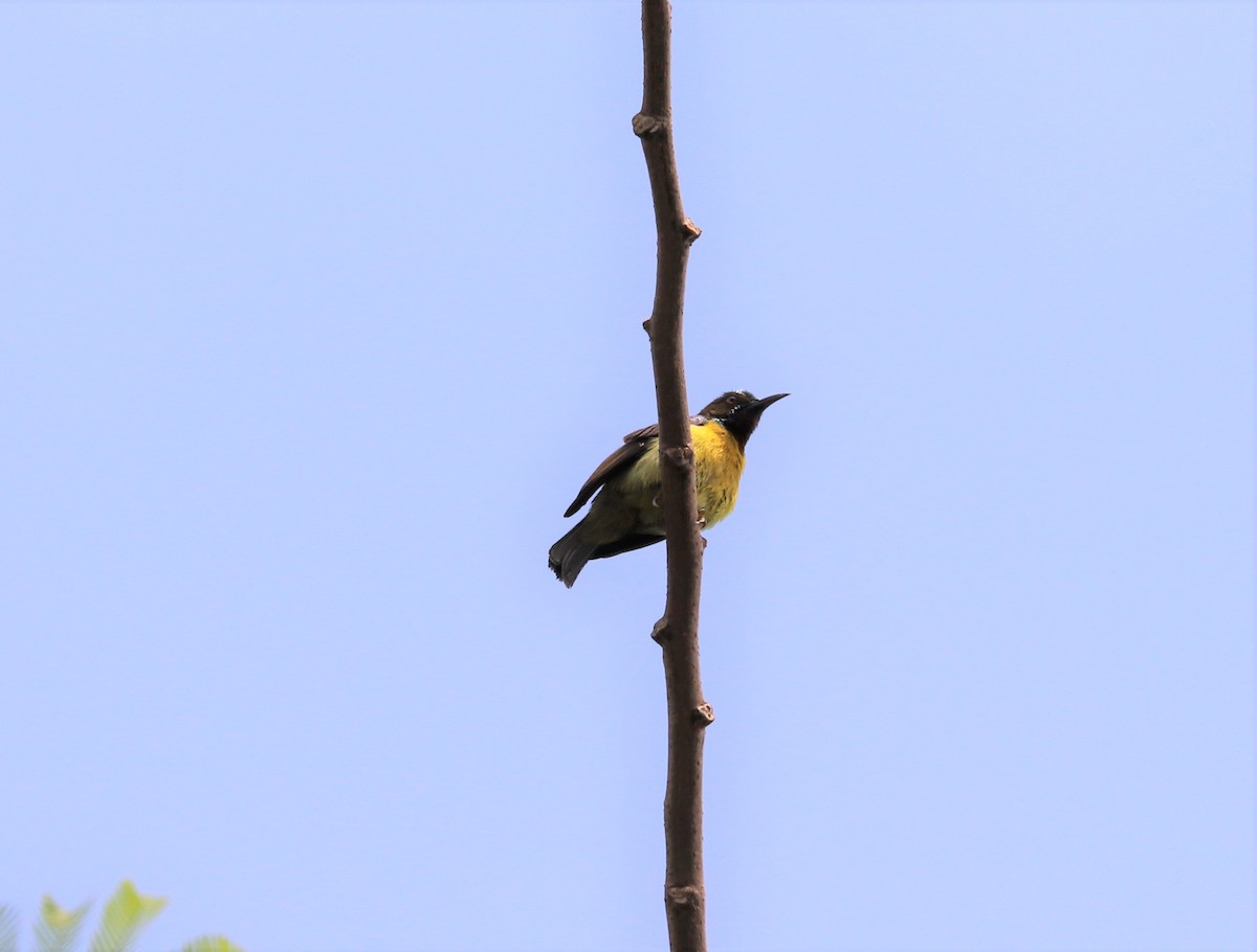 Brown-throated Sunbird - ML617880754