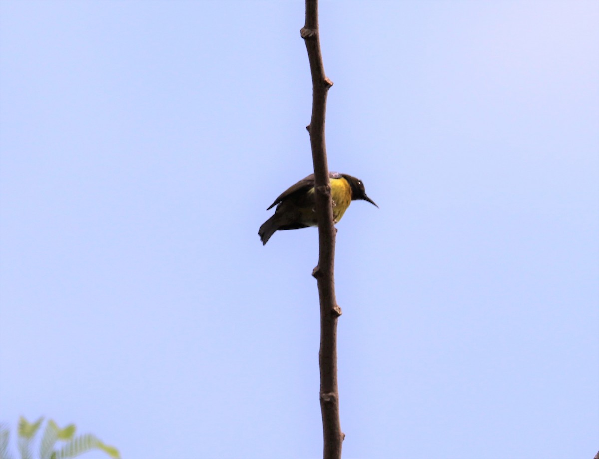 Brown-throated Sunbird - ML617880756