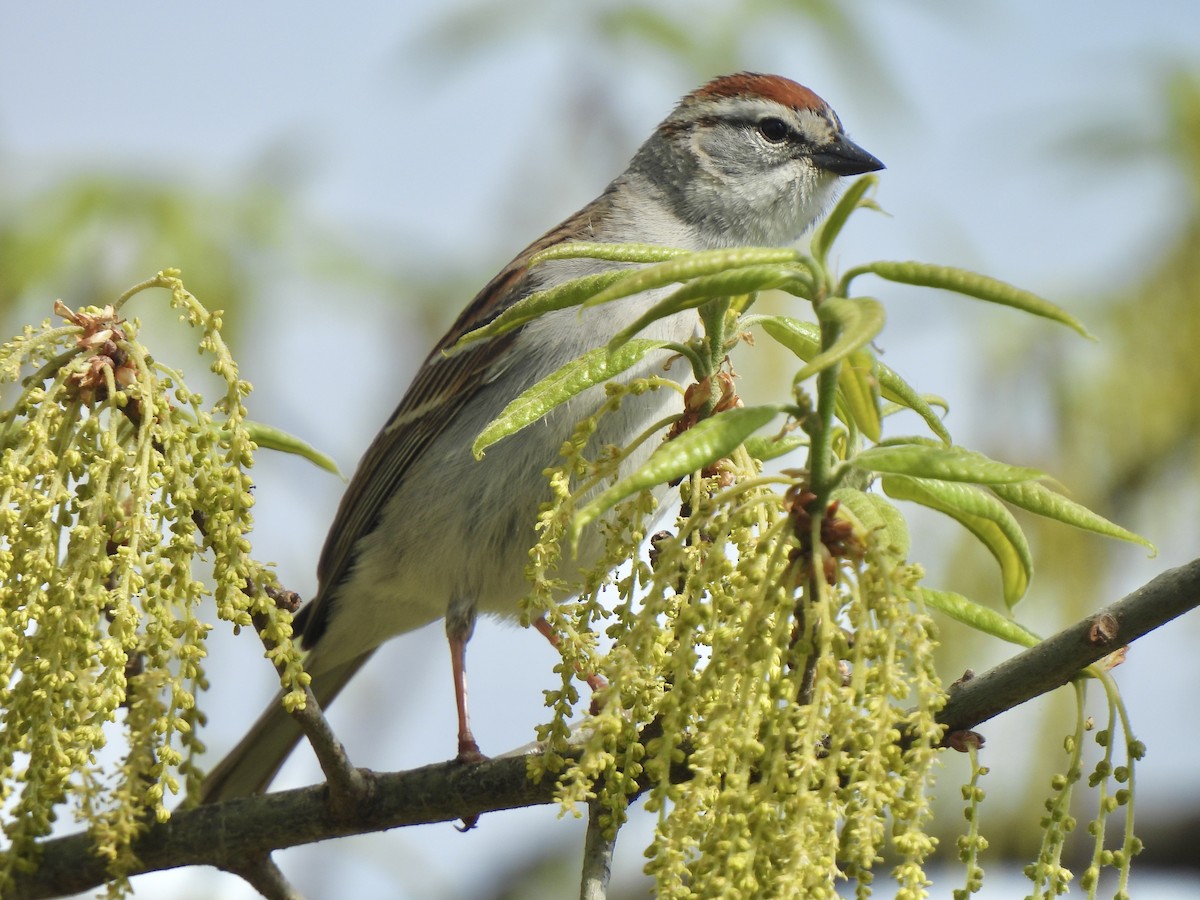 Chipping Sparrow - ML617880773
