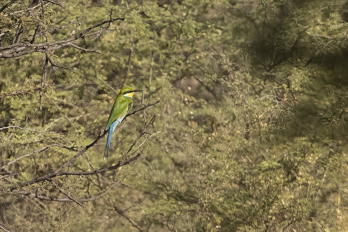 Swallow-tailed Bee-eater - ML617880796