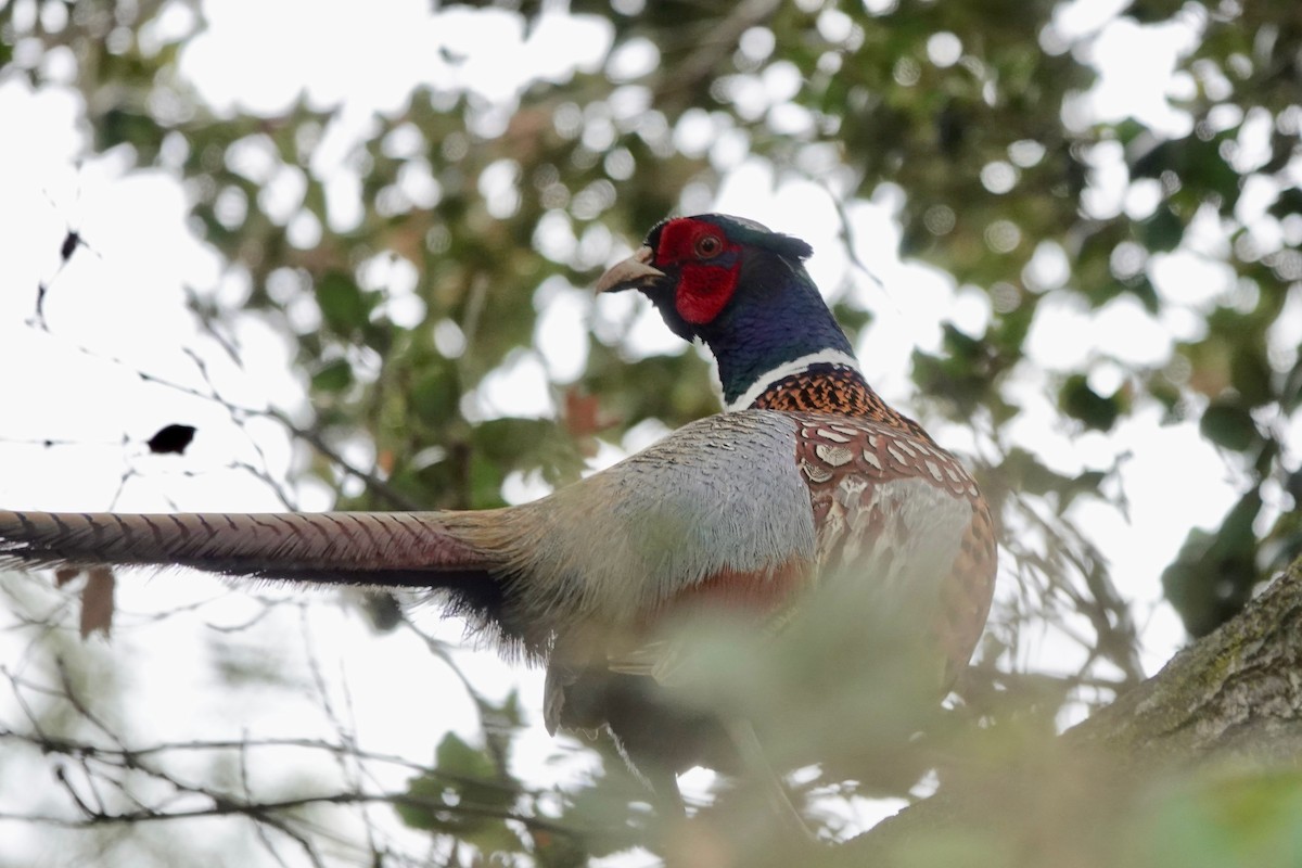 Ring-necked Pheasant - Neepa s