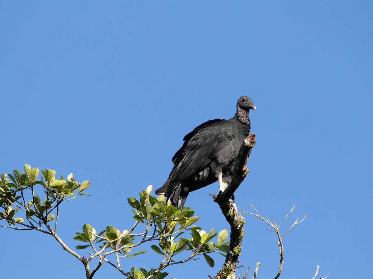 Black Vulture - ML617880849