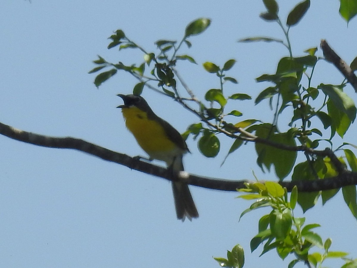 Yellow-breasted Chat - ML617880850