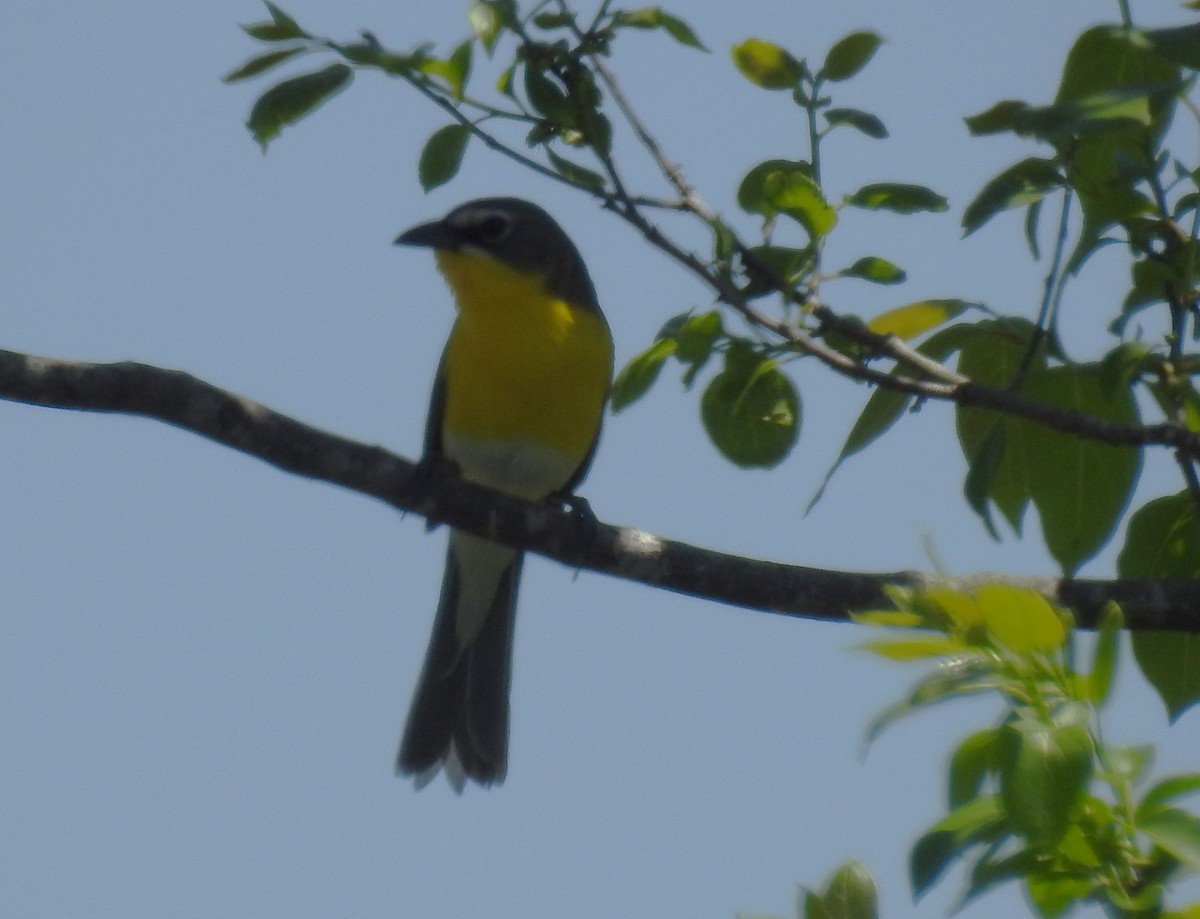 Yellow-breasted Chat - ML617880851