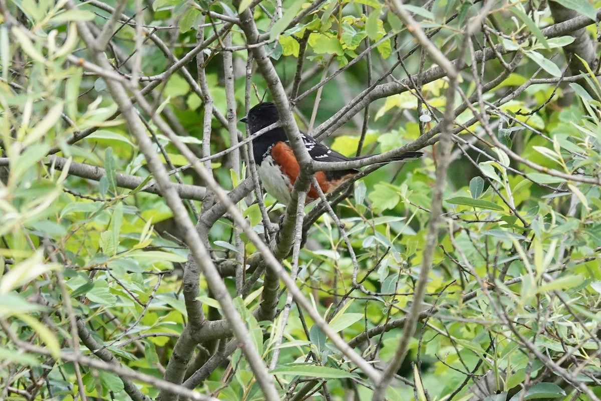 Spotted Towhee - ML617880900