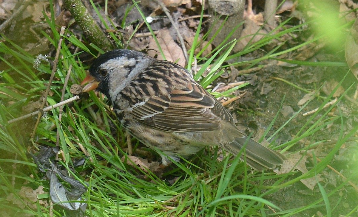 Harris's Sparrow - Jay Wherley